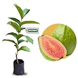 Muda De Goiaba Tailandesa Gigante Feita De Estaca
