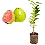 Muda De Goiaba Tailandesa Gigante Produzindo Acompanha Vaso