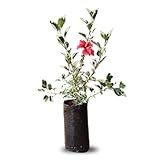 Muda De Híbisco Vermelho Variegata Ideal Para Calçadas- Cercas E Jardins