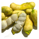 Muda De Inga Branco