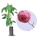 Muda De Ipê Rosa Formado Para Produzir Flores