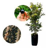 Muda De Jabuticaba Hibrida