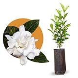 Muda De Jasmim Gardênia Jasmim Do Cabo Com Flores Cheirosas