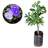 Muda De Manacá De Cheiro - Floresce Rápido