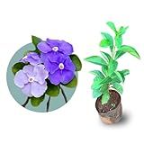 Muda De Mancacá De Cheiro Ideal Para Plantar Em Jardim E Calçada