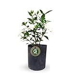 Muda De Mini Gardênia Flor Branca Perfumada