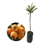 Muda De Nêspera Gigante Fukuhara Enxertada Produz Rápido