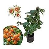 Muda De Ora Pro Nobis Flor Branca Folhas Comestíveis Tempero 100 Orgânico