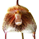 Muda De Orquidea Cara De Macaco Dracula Lotax