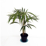 Muda De Palmeira Areca Bambu Natural Dypsis Lutescens Vaso