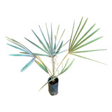 Muda De Palmeira Azul Bismark Rasgando Folhas 80cm A 1mt