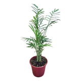 Muda De Palmeira Chamaedorea Elegans Planta Natural Pote 11