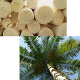 Muda De Palmeira palmito Jussara Altura De 0 40 Cm A 0 80 Cm