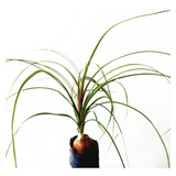 Muda De Pata De Elefante 15 Plantas De 50 A 60 Cm