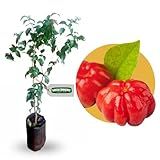 Plantio