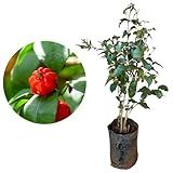 Muda De Pitanga Vermelha Prestes A Produzir