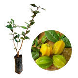 Muda De Pitangatuba Pitanga Amarela Gigante