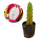 Plantio