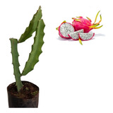 Plantio