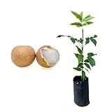 Muda De Pitomba -Talisia Esculenta- Altura De 20 A 40cm - Planta Frutífera Nativa- Ideal Para Vasos Ou Solo- Frutos Saborosos E Nutritivos- Perfeita Para Pomares- Quintais E Reflorestamento