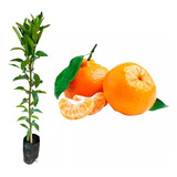 Muda De Ponkan Enxertada Produz Em 1 Ano