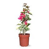 Muda De Primavera Variegata Rosa Bougainvillea Pink Em Vaso