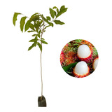 Muda De Rambutan 01 Unidade