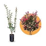 Muda De Resedá Vermelho Ideal Para Calçada E Jardim