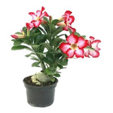 Cultivo