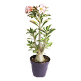 Rara