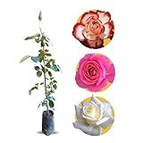 Muda De Rosa Para Jardim Com Flor Variada Roseira Variada