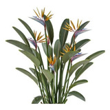 Muda De Strelitzia Ou Estrelítzia Ornamental Para Paisagismo