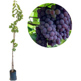 Plantio