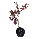 Muda Do Acer Palmatum