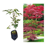Muda Do Acer Palmatum