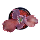 Muda Echeveria Gibbiflora Ruth
