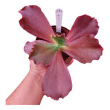 Muda Echeveria Gibbiflora Ruth
