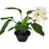 Muda Eucharis Grandiflora Estrela-dalva Lírio Do Amazonas