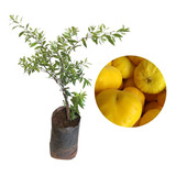 Plantio