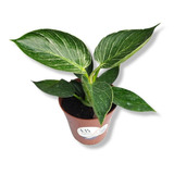 Muda Filodendro Birkin Planta
