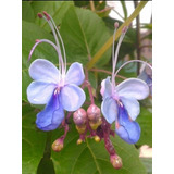 Muda Flor Borboleta Azul