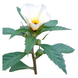 Perene