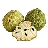 Muda Frutífera De Anona Fruta Do Conde 