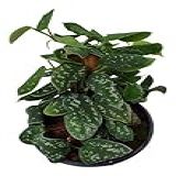 Muda Jiboia Prateada Scindapsus Pictus Vs 10 Planta Natural