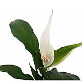 Muda Mini Lírio Da Paz Planta Adulta Natural Spathiphyllum Vaso Plástico 10