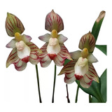 Muda Orquídea Bulbophyllum Ambrosia Planta Adulta Exótica
