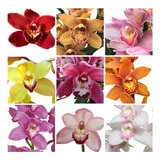 Muda Orquidea Cymbidium Lindas