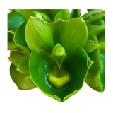 Muda Orquídea Exótica Flor Verde Catasetum