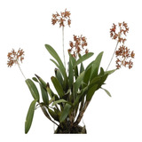 Muda Orquidea Schomburgkia Planta