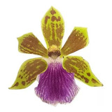 Muda Orquídea Zygopetalum Flor Linda Planta